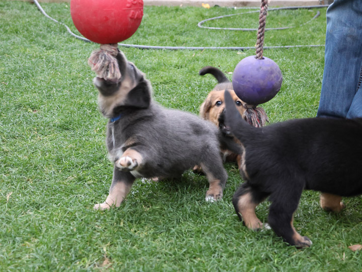 chinook dog